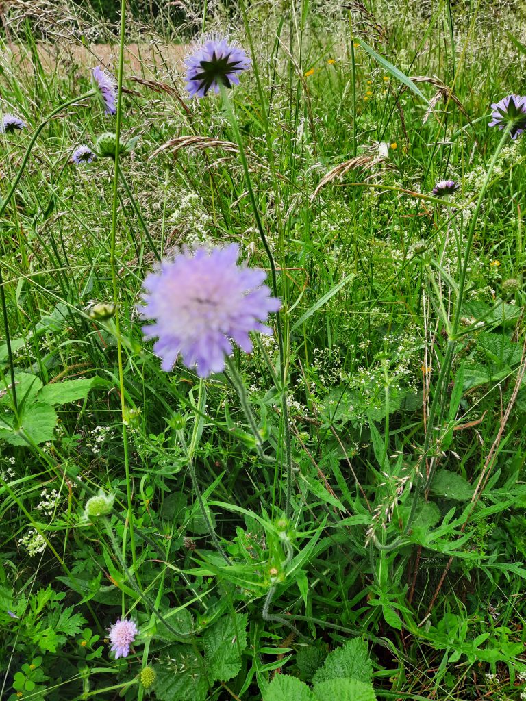 20250915 Kräuterwanderung (10)