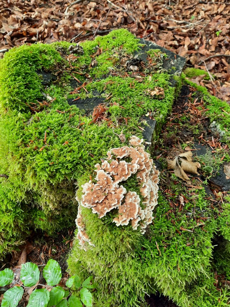 20250915 Kräuterwanderung (5)